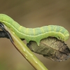 Įžambiajuostis pelėdgalvis - Lacanobia contigua, vikšras | Fotografijos autorius : Gintautas Steiblys | © Macronature.eu | Macro photography web site