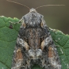 Įžambiajuostis pelėdgalvis - Lacanobia contigua | Fotografijos autorius : Gintautas Steiblys | © Macronature.eu | Macro photography web site