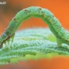 Gervuoginė cidarija - Mesoleuca albicillata, vikšras | Fotografijos autorius : Arūnas Eismantas | © Macronature.eu | Macro photography web site