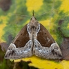 Pilkrudis sprindinis naktinukas - Hypena crassalis | Fotografijos autorius : Žilvinas Pūtys | © Macronature.eu | Macro photography web site