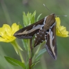 Bedstraw hawk-moth - Hyles gallii | Fotografijos autorius : Žilvinas Pūtys | © Macronature.eu | Macro photography web site