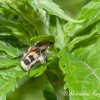 Bee beetle (Trichius fasciatus) | Fotografijos autorius : Aleksandras Naryškin | © Macrogamta.lt | Šis tinklapis priklauso bendruomenei kuri domisi makro fotografija ir fotografuoja gyvąjį makro pasaulį.
