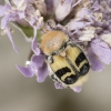 Bee beetle – Trichius fasciatus | Fotografijos autorius : Giedrius Markevičius | © Macronature.eu | Macro photography web site