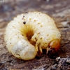 Bee beetle - Trichius fasciatus, larva | Fotografijos autorius : Romas Ferenca | © Macronature.eu | Macro photography web site