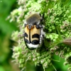 Bee beetle - Trichius fasciatus | Fotografijos autorius : Vitalii Alekseev | © Macronature.eu | Macro photography web site