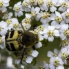 Bee beetle - Trichius fasciatus | Fotografijos autorius : Aleksandras Riabčikovas | © Macronature.eu | Macro photography web site