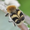 Bee beetle - Trichius fasciatus | Fotografijos autorius : Kazimieras Martinaitis | © Macronature.eu | Macro photography web site