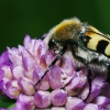 Bee beetle | Fotografijos autorius : Irenėjas Urbonavičius | © Macronature.eu | Macro photography web site