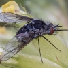 Bee fly - Bombylella atra ♀ | Fotografijos autorius : Žilvinas Pūtys | © Macrogamta.lt | Šis tinklapis priklauso bendruomenei kuri domisi makro fotografija ir fotografuoja gyvąjį makro pasaulį.