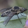 Bee fly - Conophorus glaucescens ♀ | Fotografijos autorius : Žilvinas Pūtys | © Macronature.eu | Macro photography web site