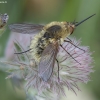 Bee fly - Systoechus ctenopterus ♀ | Fotografijos autorius : Žilvinas Pūtys | © Macronature.eu | Macro photography web site