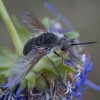 Bee fly - Systoechus ctenopterus | Fotografijos autorius : Žilvinas Pūtys | © Macronature.eu | Macro photography web site