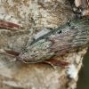 Bee moth - Aphomia sociella | Fotografijos autorius : Vidas Brazauskas | © Macronature.eu | Macro photography web site