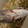 Bee moth - Aphomia sociella | Fotografijos autorius : Žilvinas Pūtys | © Macronature.eu | Macro photography web site