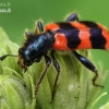 Bee-eating beetle - Trichodes apiarius  | Fotografijos autorius : Gintautas Steiblys | © Macronature.eu | Macro photography web site