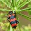 Bee-eating beetle - Trichodes apiarius | Fotografijos autorius : Vidas Brazauskas | © Macronature.eu | Macro photography web site
