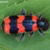 Bee-eating beetle - Trichodes apiarius | Fotografijos autorius : Algirdas Vilkas | © Macronature.eu | Macro photography web site