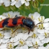 Bee-eating beetle - Trichodes apiarius | Fotografijos autorius : Darius Baužys | © Macronature.eu | Macro photography web site