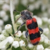 Bee-eating beetle - Trichodes apiarius | Fotografijos autorius : Vytautas Gluoksnis | © Macronature.eu | Macro photography web site