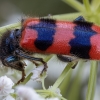 Bee-eating beetle - Trichodes apiarius | Fotografijos autorius : Žilvinas Pūtys | © Macronature.eu | Macro photography web site