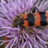Bee-eating beetle - Trichodes apiarius | Fotografijos autorius : Dalia Račkauskaitė | © Macronature.eu | Macro photography web site