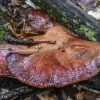 Beefsteak fungus - Fistulina hepatica | Fotografijos autorius : Kazimieras Martinaitis | © Macronature.eu | Macro photography web site