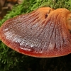 Beefsteak fungus - Fistulina hepatica | Fotografijos autorius : Gintautas Steiblys | © Macronature.eu | Macro photography web site