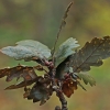 Bekotis ąžuolas - Quercus petraea | Fotografijos autorius : Gintautas Steiblys | © Macrogamta.lt | Šis tinklapis priklauso bendruomenei kuri domisi makro fotografija ir fotografuoja gyvąjį makro pasaulį.