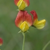 Belin pea - Lathyrus belinensis | Fotografijos autorius : Gintautas Steiblys | © Macrogamta.lt | Šis tinklapis priklauso bendruomenei kuri domisi makro fotografija ir fotografuoja gyvąjį makro pasaulį.