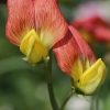 Belin pea - Lathyrus belinensis | Fotografijos autorius : Gintautas Steiblys | © Macronature.eu | Macro photography web site