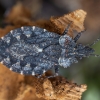 Beržinė žieviablakė - Aradus betulae ♀ | Fotografijos autorius : Žilvinas Pūtys | © Macrogamta.lt | Šis tinklapis priklauso bendruomenei kuri domisi makro fotografija ir fotografuoja gyvąjį makro pasaulį.