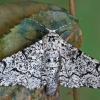 Beržinis šeriasprindis - Biston betularia | Fotografijos autorius : Gintautas Steiblys | © Macrogamta.lt | Šis tinklapis priklauso bendruomenei kuri domisi makro fotografija ir fotografuoja gyvąjį makro pasaulį.