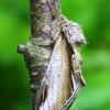 Beržinis kuodis - Pheosia gnoma | Fotografijos autorius : Romas Ferenca | © Macrogamta.lt | Šis tinklapis priklauso bendruomenei kuri domisi makro fotografija ir fotografuoja gyvąjį makro pasaulį.