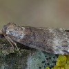 Beržinis pūkanugaris - Tetheella fluctuosa | Fotografijos autorius : Žilvinas Pūtys | © Macrogamta.lt | Šis tinklapis priklauso bendruomenei kuri domisi makro fotografija ir fotografuoja gyvąjį makro pasaulį.