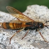 Beržinis ragauodegis - Tremex fuscicornis | Fotografijos autorius : Gintautas Steiblys | © Macrogamta.lt | Šis tinklapis priklauso bendruomenei kuri domisi makro fotografija ir fotografuoja gyvąjį makro pasaulį.