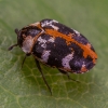 Bervidinis kailiavabalis - Anthrenus scrophulariae | Fotografijos autorius : Povilas Sakalauskas | © Macrogamta.lt | Šis tinklapis priklauso bendruomenei kuri domisi makro fotografija ir fotografuoja gyvąjį makro pasaulį.