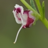 Šuninis bervidis - Scrophularia canina ssp. bicolor | Fotografijos autorius : Gintautas Steiblys | © Macrogamta.lt | Šis tinklapis priklauso bendruomenei kuri domisi makro fotografija ir fotografuoja gyvąjį makro pasaulį.