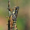 Besparnis skėriukas - Podisma pedestris ♂ | Fotografijos autorius : Gintautas Steiblys | © Macrogamta.lt | Šis tinklapis priklauso bendruomenei kuri domisi makro fotografija ir fotografuoja gyvąjį makro pasaulį.