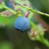 Paprastoji mėlynė - Vaccinium myrtillus | Fotografijos autorius : Gintautas Steiblys | © Macronature.eu | Macro photography web site