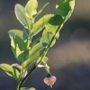 Bilberry - Vaccinium myrtillus | Fotografijos autorius : Agnė Našlėnienė | © Macronature.eu | Macro photography web site