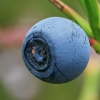 Paprastoji mėlynė - Vaccinium myrtillus | Fotografijos autorius : Gintautas Steiblys | © Macronature.eu | Macro photography web site