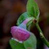 Bilberry - Vaccinium myrtillus | Fotografijos autorius : Romas Ferenca | © Macronature.eu | Macro photography web site