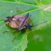 Bilberry shieldbug | Elasmucha ferrugata | Fotografijos autorius : Darius Baužys | © Macronature.eu | Macro photography web site