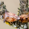 Bilberry shieldbug | Elasmucha ferrugata | Fotografijos autorius : Darius Baužys | © Macronature.eu | Macro photography web site