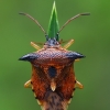 Bilberry shieldbug - Elasmucha ferrugata  | Fotografijos autorius : Gintautas Steiblys | © Macronature.eu | Macro photography web site