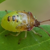 Bilberry shieldbug - Elasmucha ferrugata, nymph | Fotografijos autorius : Žilvinas Pūtys | © Macronature.eu | Macro photography web site