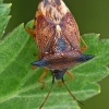 Bilberry shieldbug - Elasmucha ferrugata | Fotografijos autorius : Gintautas Steiblys | © Macronature.eu | Macro photography web site