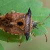 Bilberry shieldbug - Elasmucha ferrugata | Fotografijos autorius : Žilvinas Pūtys | © Macronature.eu | Macro photography web site