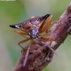 Bilberry shieldbug - Elasmucha ferrugata | Fotografijos autorius : Romas Ferenca | © Macronature.eu | Macro photography web site