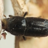 Birch Bark Beetle - Scolytus ratzeburgii | Fotografijos autorius : Vidas Brazauskas | © Macronature.eu | Macro photography web site